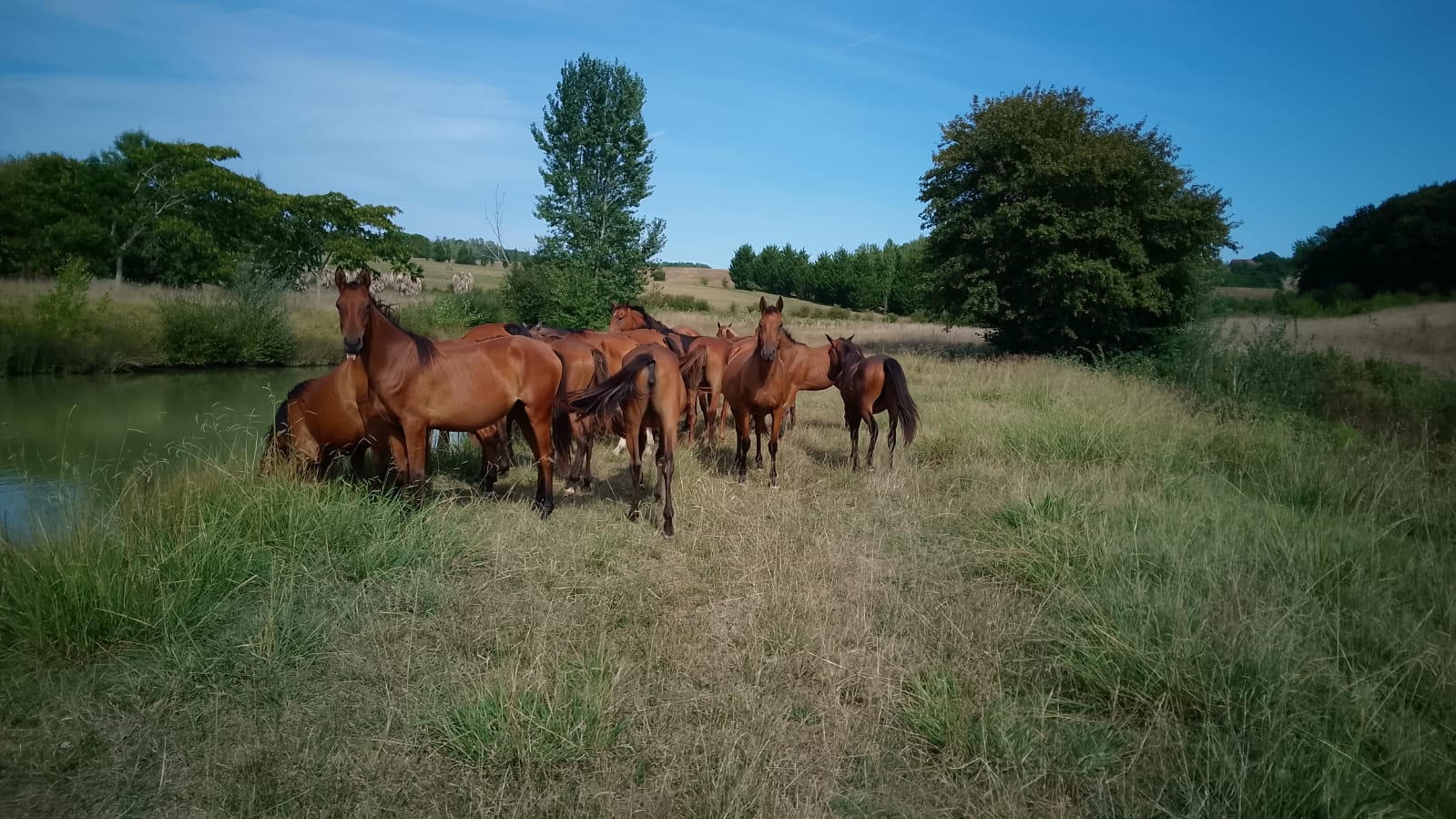 Le troupeau de chevaux bais au bord d'un étang, dans les prairies du Gers